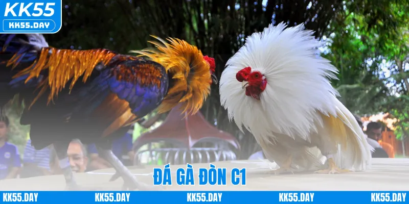 Đá Gà Đòn C1 – Khám Phá Sân Chơi Đỉnh Cá Cược Cao Tại KK55 1 Đá Gà Đòn C1 – Khám Phá Sân Chơi Đỉnh Cá Cược Cao Tại KK55
