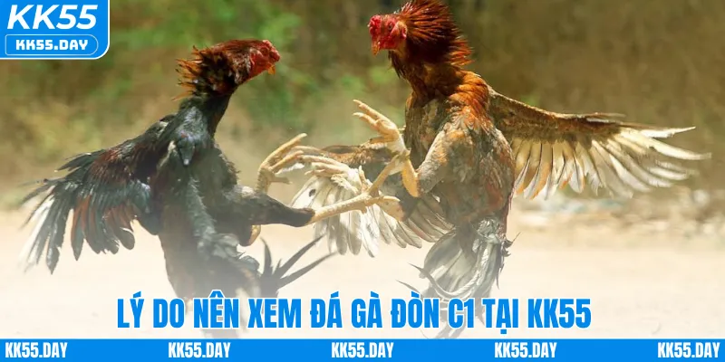 Đá Gà Đòn C1 – Khám Phá Sân Chơi Đỉnh Cá Cược Cao Tại KK55 3 Lý do nên xem đá gà đòn C1 tại KK55