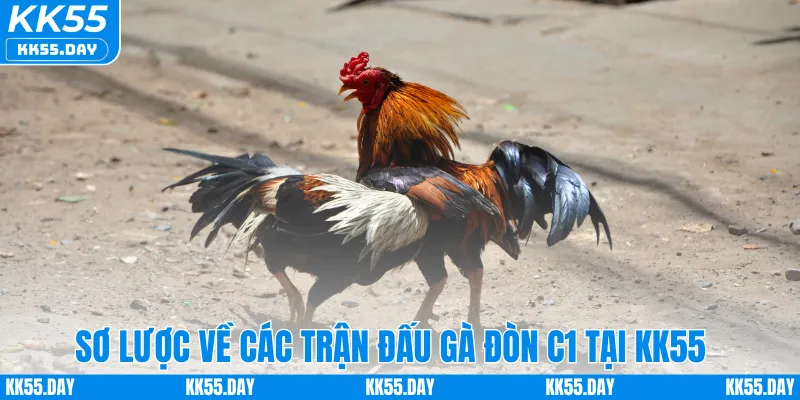 Đá Gà Đòn C1 – Khám Phá Sân Chơi Đỉnh Cá Cược Cao Tại KK55 2 Sơ lược về các trận đấu gà đòn C1 tại KK55